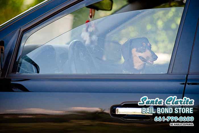 Driving with Pets Can Be Distracting